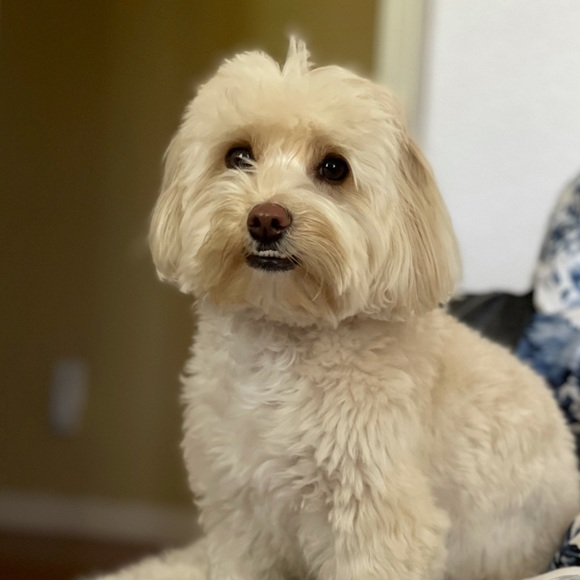 Meet your Posher, Mari - Picture 1 of 1